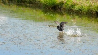Yaban ördeği saldırısı