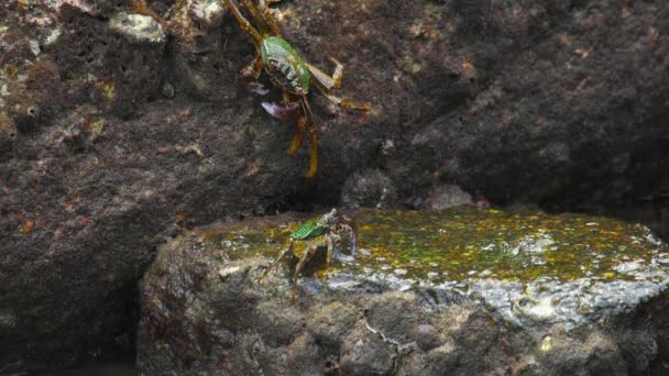 Crabes sur le rocher à la plage 