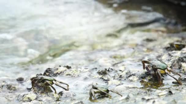 Crabs on the rock at the beach — Stock Video