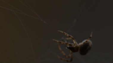 bir web Spider örgüleri