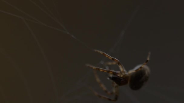 蜘蛛织网 — 图库视频影像