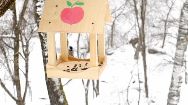 Alimentador de aves en el parque — Vídeos de Stock