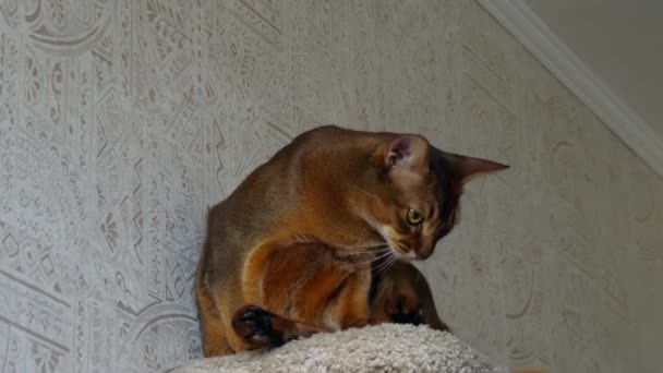 Retrato de gato abisinio — Vídeos de Stock