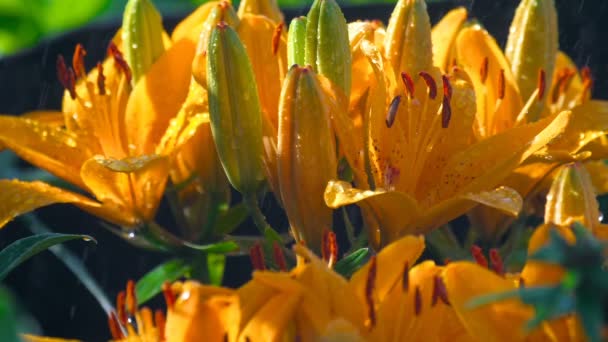 Petals of orange lily under rain — Stock Video