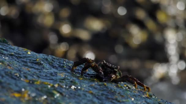 Krabbe auf dem Felsen am Strand — Stockvideo