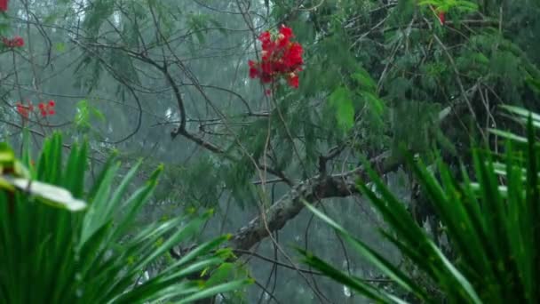 Tropischer Regenguss im Freien — Stockvideo