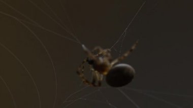 bir web Spider örgüleri