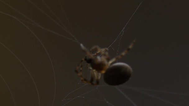 Spider tisse une toile 