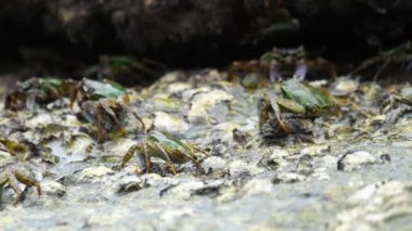 Sahilde rock üzerinde Yengeç