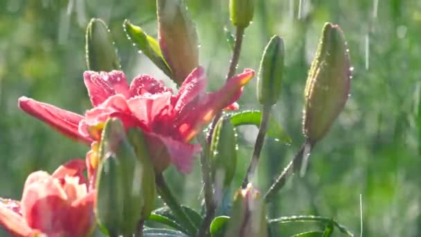 Różowy kwiat lilii w deszczu — Wideo stockowe