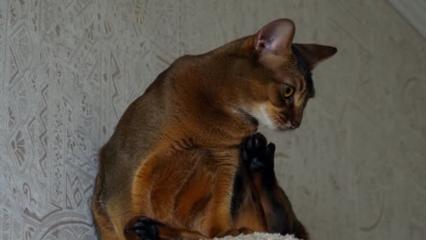 Abessinisches Katzenporträt — Stockvideo