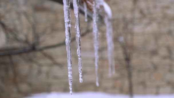 Close-up de icicles — Vídeo de Stock