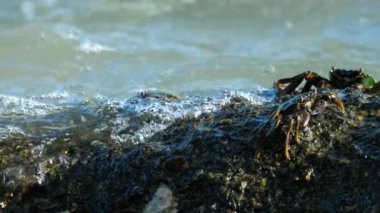 Sahilde rock üzerinde Yengeç