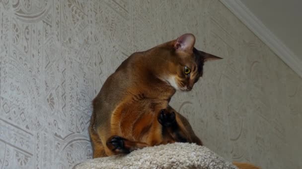 Abyssinian cat portrait — Stock Video