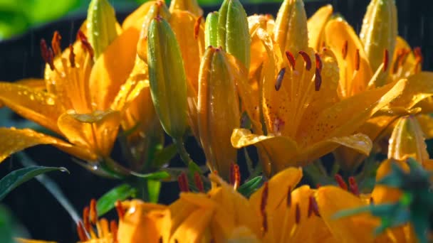 雨の下でオレンジ色のユリの花びら — ストック動画