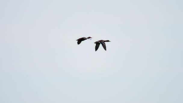 Uçan yeşilbaş ördekler çifti