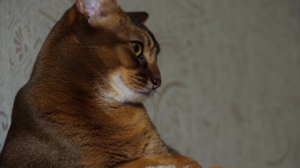 Retrato de gato abissínio — Vídeo de Stock