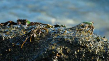 Sahilde rock üzerinde Yengeç