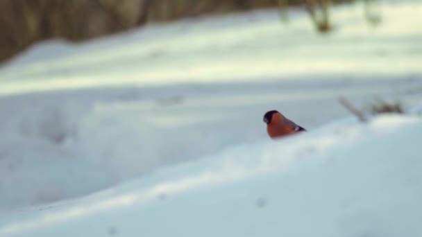 Bullfinch mangiare semi — Video Stock