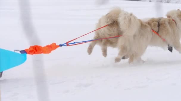 Team of husky sled dogs with dog-driver — Stock Video