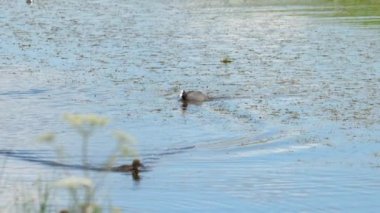 Yaban ördeği ailesi
