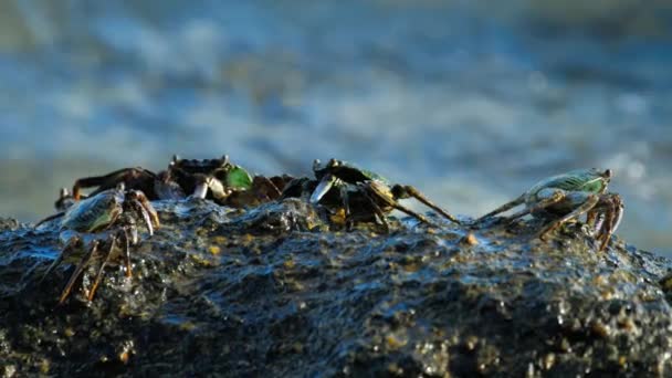 Cangrejos en la roca en la playa — Vídeos de Stock