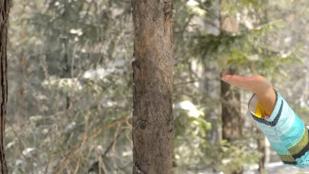 Pájaro en las mujeres mano comer semillas — Vídeos de Stock