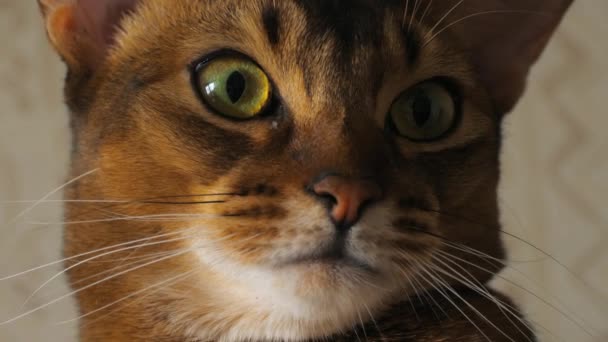 Portrait de chat abyssinien — Video