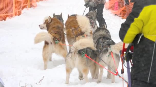 Team van husky sledehonden — Stockvideo