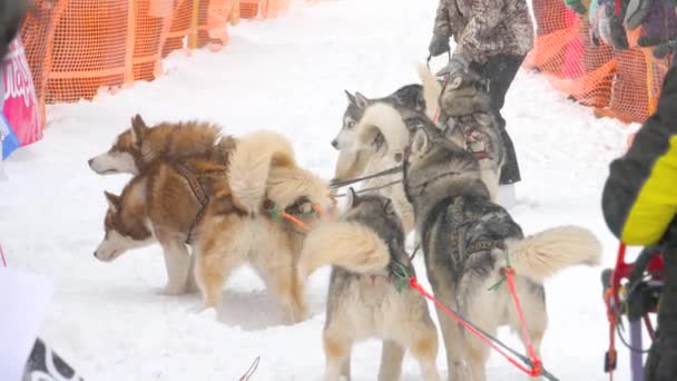 Husky kızak köpekleri ekibi — Stok video