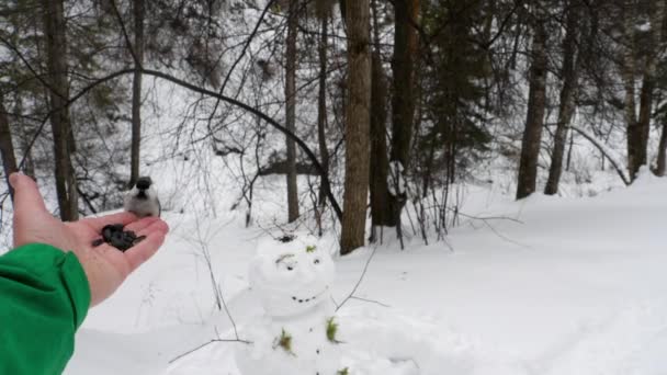 Vögel in der Hand fressen Samen — Stockvideo