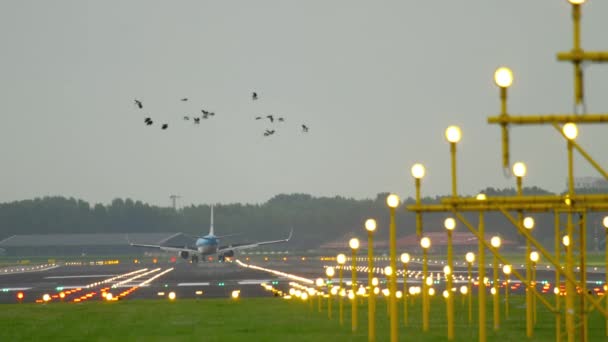 KLM Boeing 737 lądowania — Wideo stockowe