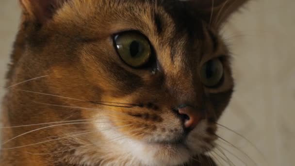 Retrato de gato abissínio — Vídeo de Stock