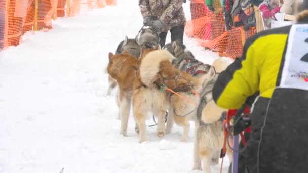 Equipo de perros de trineo husky con conductor de perros — Vídeos de Stock