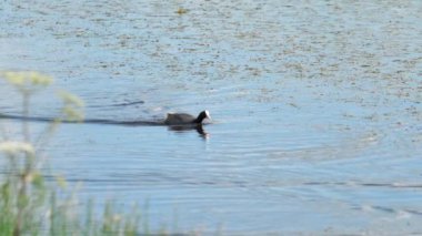 Su birikintisi içinde yüzmeye Sakarmeke