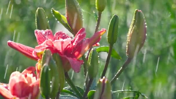 Pink Lily flower under rain — Stock Video