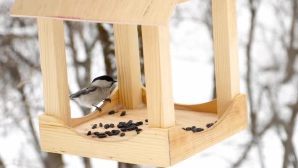Alimentador de aves no parque — Vídeo de Stock