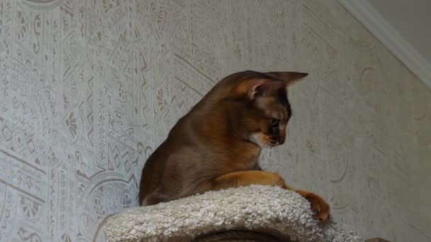 Abyssinian kat portret — Stockvideo