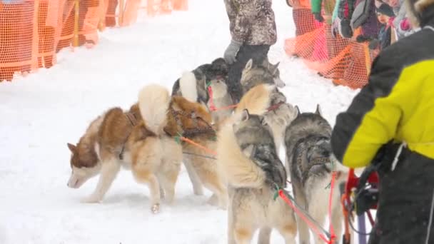 Equipe de cães de trenó husky com motorista de cão — Vídeo de Stock