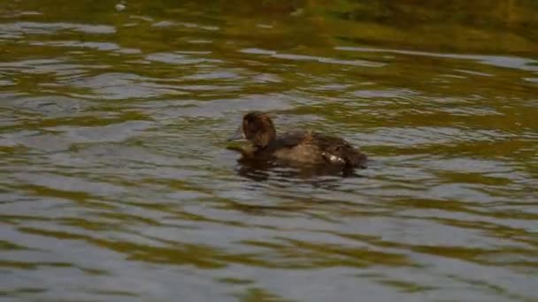 Mallard ördek yavrusu yüz ve dal — Stok video