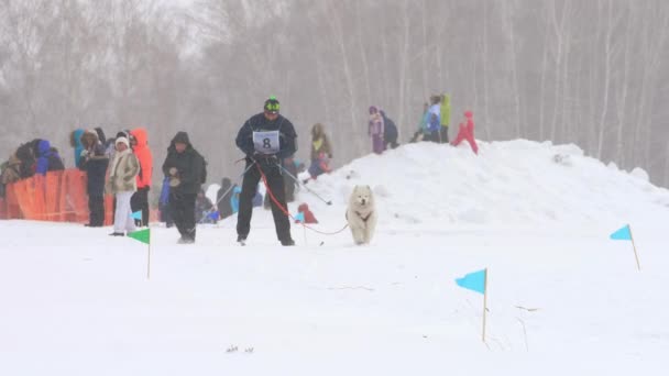 Husky hond en mens atleet tijdens Skijöring competities — Stockvideo