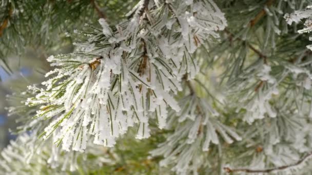 Tall grenar med frost — Stockvideo