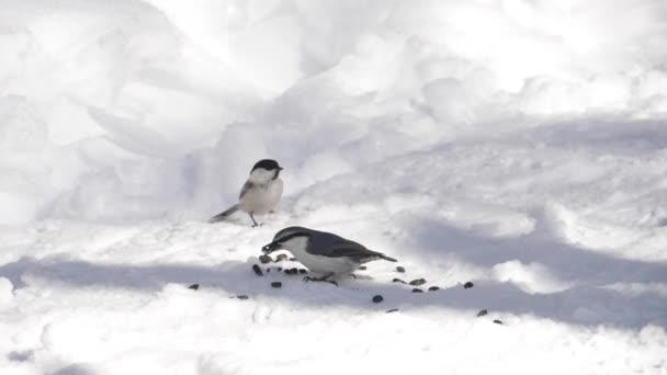 Fåglar äter solrosfrön — Stockvideo