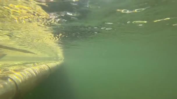 考拉的竹筏 — 图库视频影像