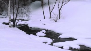 Huş ağacıyla kışın manzarası