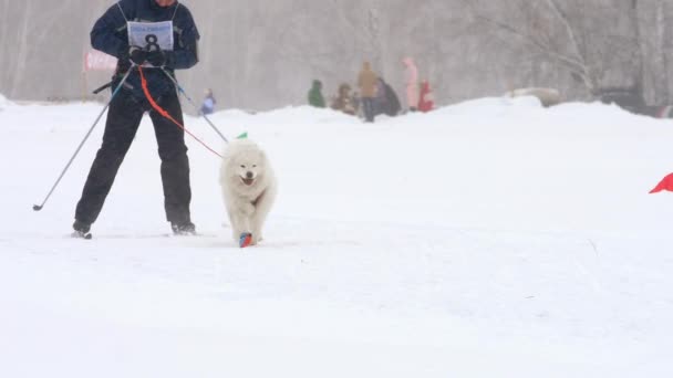 Husky cane e uomo atleta durante le competizioni di skijoring — Video Stock