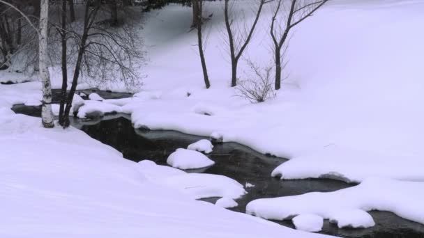 Зимовий пейзаж з березою — стокове відео