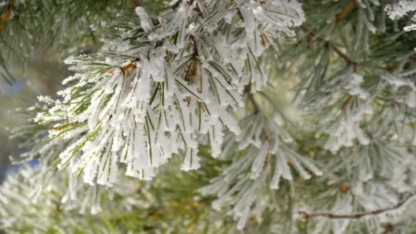 霜で松の枝 — ストック動画