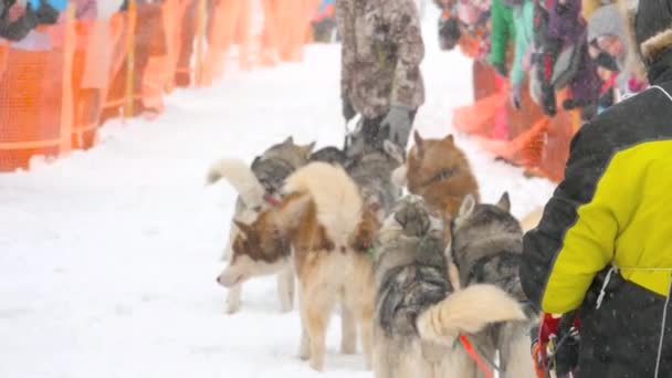 Equipo de perros de trineo husky con conductor de perros — Vídeos de Stock