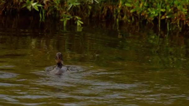 Mallard duckling swim and dive — Stock Video